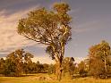 sunset tree